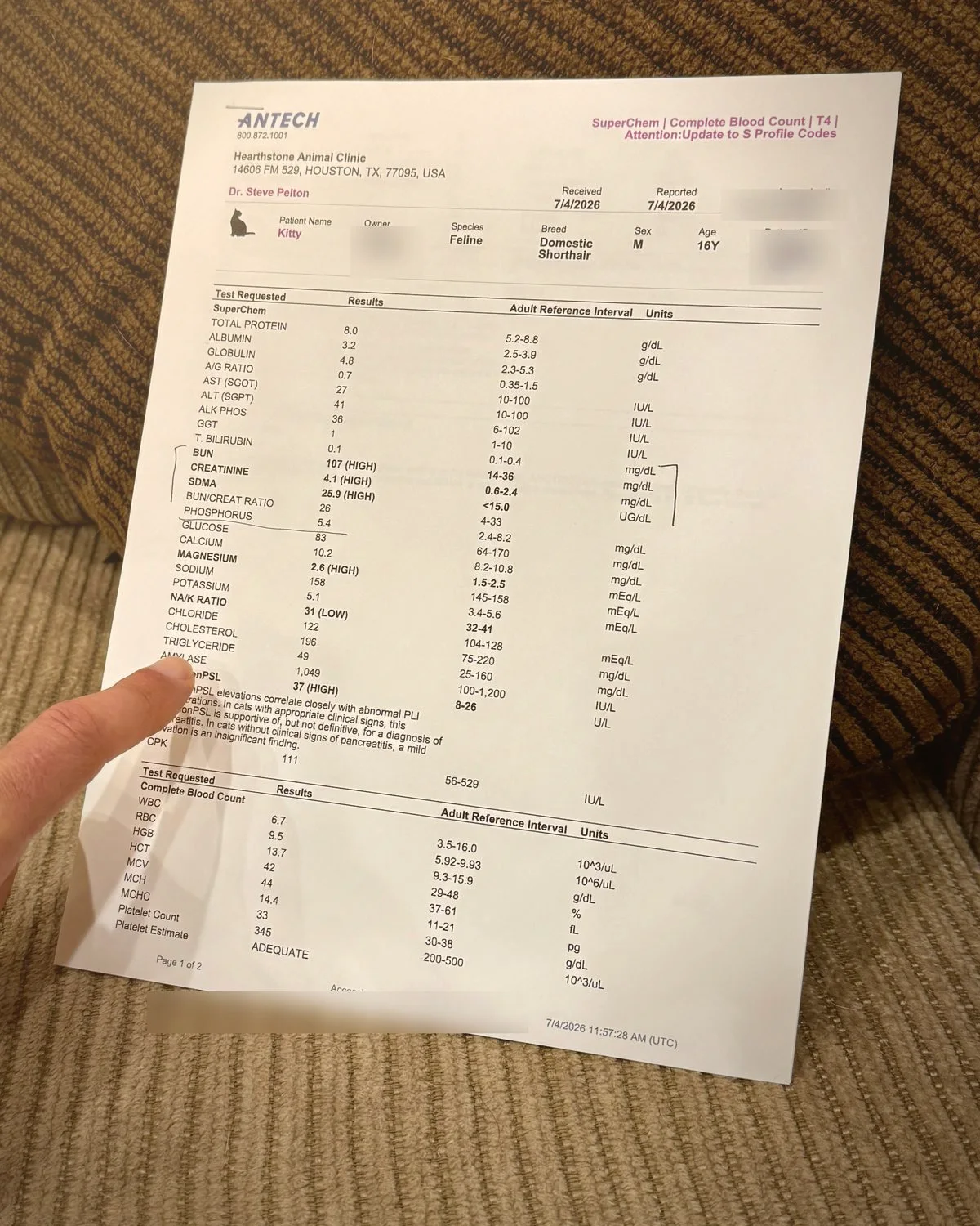 A printed blood panel for an older cat held in one hand, several rows flagged HIGH with the reference range printed beside each value.