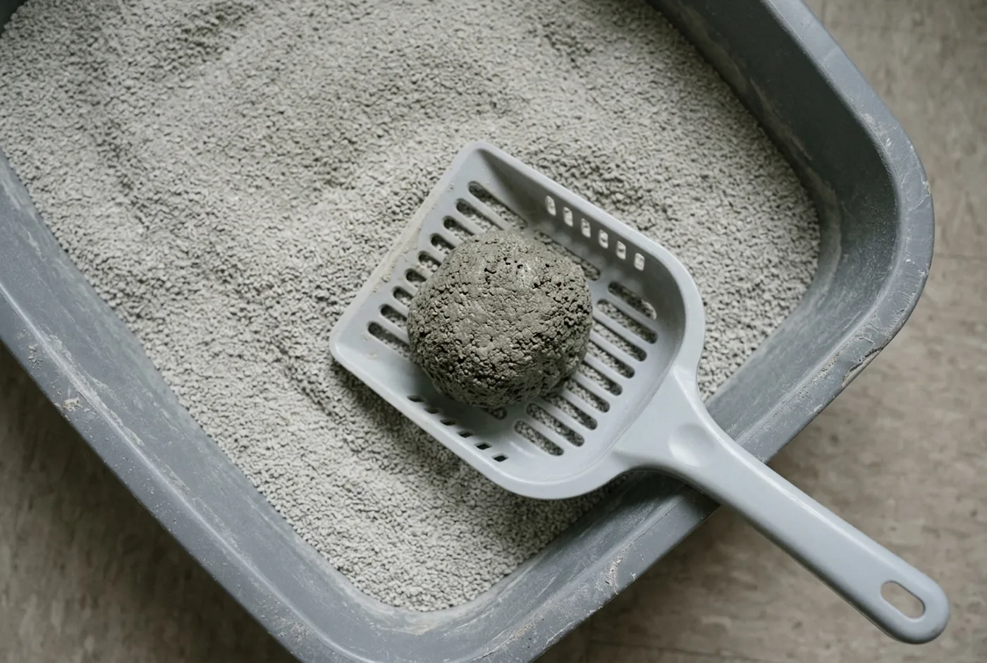 A litter scoop resting on a box of dry litter, holding one solid fist-sized clump.